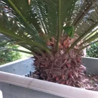 سیکاس ۱۰ساله|گل و گیاه طبیعی|نوشهر, |دیوار