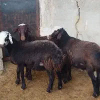 گوسفند بره نر بزغاله اخته شده چاق چاق