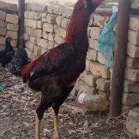 واگذاری