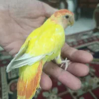 طوطی برزیلی ماده رام|پرنده|فردیس, فرامرزیه|دیوار