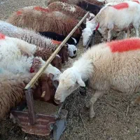 میش زاییده  داشتی درجه یک