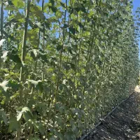 تولید نهال کبوده