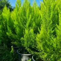 کاج لاوسون|گل و گیاه طبیعی|نوشهر, |دیوار