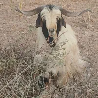 فروشی