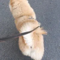 چاو چاو شاه توله|سگ|تهران, شهران جنوبی|دیوار