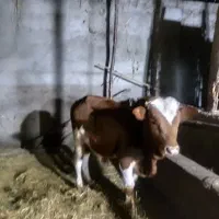 ورزا کوله خوشگل خوش روخ|حیوانات مزرعه|ماکلوان, |دیوار