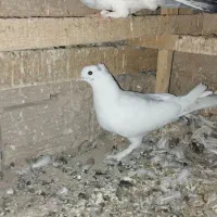 کبوتر یاهو