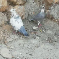 کفتر