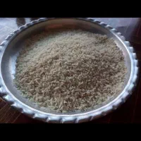 فروش برنج بهنام کشت دوم
