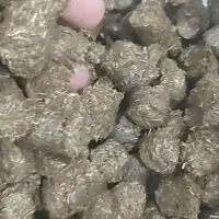 پلت فشنگی  درجه یک کاه نیشکر