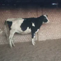 تلیسه سرسینه گاو گوساله|حیوانات مزرعه|پائین جام, |دیوار