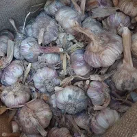 سیر