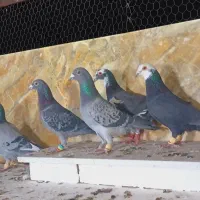 کبوتران علی خلیلی