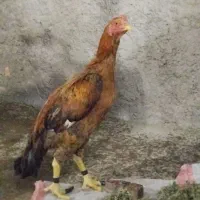 خروس لاری اصیل