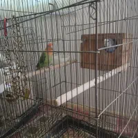 یک جفت طوطی برزیلی سخنگو دستی|پرنده|شهریار, شهرک نماز (دینار آباد)|دیوار