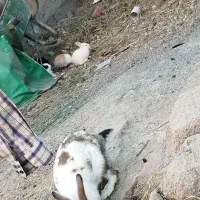 پشمالو