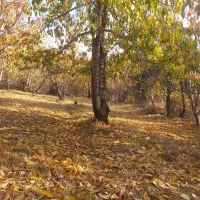 فروش زمین در لواسان کوچک روستایی کند|فروش زمین و ملک کلنگی|لواسان, |دیوار