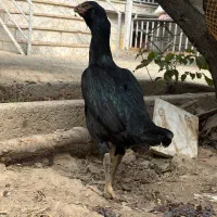 لاری|حیوانات مزرعه|چهارباغ, |دیوار