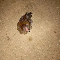 فروشی|حیوانات مزرعه|داراب, |دیوار