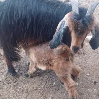 سلام بز باکهره