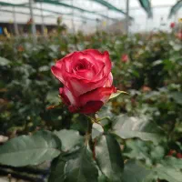 نیروی کار آقا