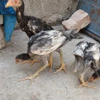نوچه لاری معاوضه با ماده مرغ یا قناری یابوقلمون یا|حیوانات مزرعه|زاهدان, |دیوار