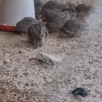 بلدرچین پرورشی