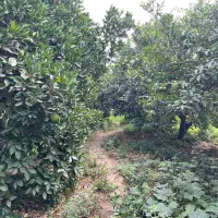 فروش زمین (باغ مرکبات)|فروش زمین و ملک کلنگی|نوکنده, |دیوار