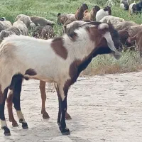 فروش پازن سرمست