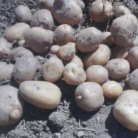 سیب زمینی   ۱۶تومن