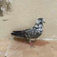 کبوتر کاشانی پرشی