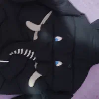 کاپشن اسپرت بچگانه|کفش و لباس بچه|سنندج, |دیوار