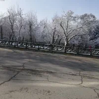 هرس کردن باتجربه حداقل 20 ساله