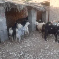 ۳۲راس کهره نر سبک|حیوانات مزرعه|فراشبند, |دیوار