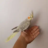 عروس هلندی|پرنده|محمدیه-قزوین, |دیوار