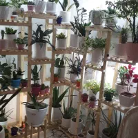 دو عدد استند