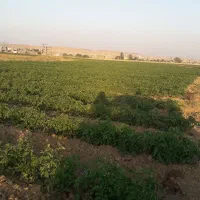 ضایعات گوجه ۲۳