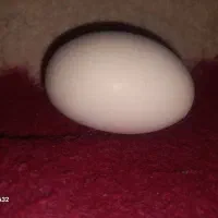تخم مرغ لاری