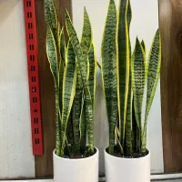 گل آپارتمانی سانسوریا|گل و گیاه طبیعی|کرج, گلشهر|دیوار