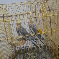 عروس هلندی