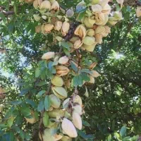 نهال بادام مخصوص و پربار منطقه شما