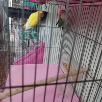 یک  جفت کوتوله برزیلی