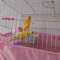 قناری نر و ماده یه سر جیبر