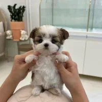 توله سگ پشمالو شیتزو مالتیز عروسکی سایز تیکاپ|سگ|مشهد, مصلی (کارمندان اول)|دیوار