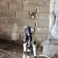 بز نر|حیوانات مزرعه|شادگان, |دیوار