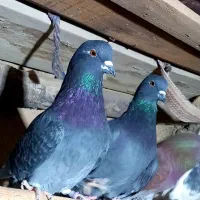 فروش کبوتر|پرنده|جوادآباد, |دیوار