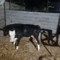 یک راس گاو شیرده هلشتاین با گوساله نر دو ماهه|حیوانات مزرعه|چمستان, |دیوار