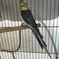 عروس هلندی نر مست