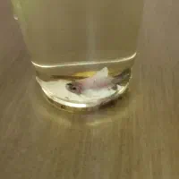 جفت فایتر بیگ ایر وارداتی|ماهی|نظرآباد, نظرآباد|دیوار