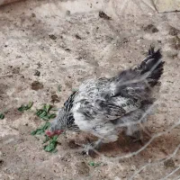 مرغ برهما . جوجه سیبرایت . کبوتر